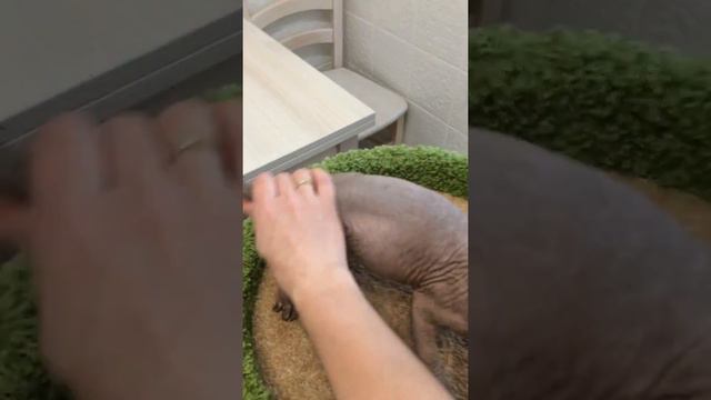 Канадский сфинкс, мальчик Бэнкси, 3 месяца смотреть онлайн