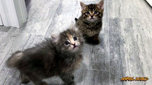 Среди родившихся котят ВЫЖИЛА только ОНА! Судьба приготовила ей удивительную жизнь! смотреть онлайн