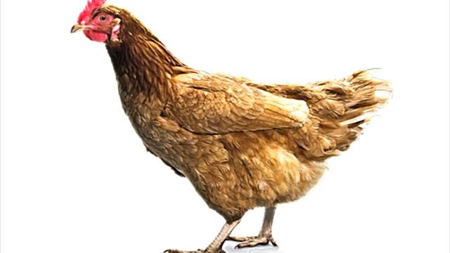 Үй құстары. Домашние птицы на казахском языке. Уроки казахского языка. Уй кустары казакша. ИГО-ГО смотреть онлайн