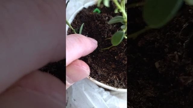 Куст брусники делаем больше смотреть онлайн