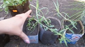 ВЫРАЩИВАНИЕ ГВОЗДИКИ ШАБО/Рассаде 3 месяца - боремся с вытягиванием/пересадка/закаливание