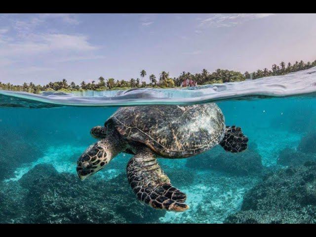Снорклинг с черепахами на Мальдивах / Snorkeling with turtles in the Maldives