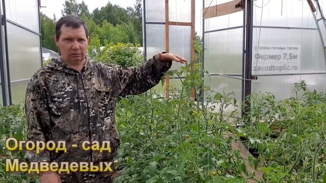 Томаты серия «Гномы». Надо ли формировать смотреть онлайн