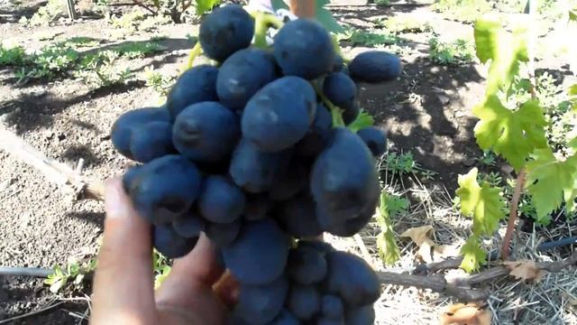 Виноград Ришелье (2017) смотреть онлайн