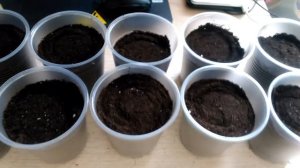 Пикируем рассаду капусты Брокколи по отдельным стаканчикам