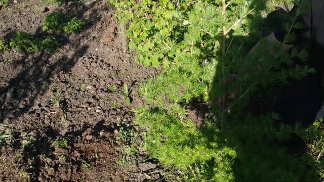 Лиственница Даурская весной смотреть онлайн