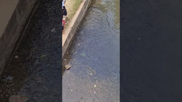 Рыбы-попрошайки в Катарагаме, Шри Ланка #кругосветка смотреть онлайн