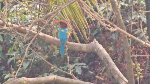 White throated kingfisher Halcyon smyrnensis perched on Ficus racemosa in Mapusa (2) смотреть онлайн