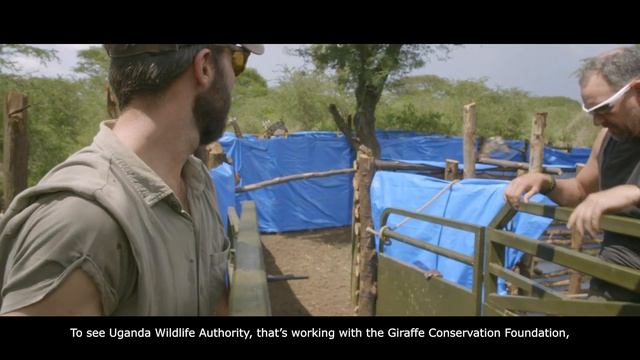 Operation Twiga IV - Bringing giraffe back to Pian Upe Wildlife Reserve смотреть онлайн