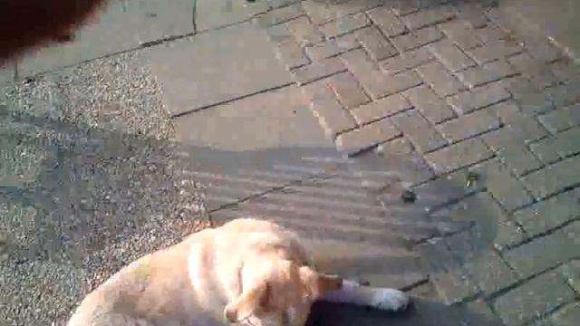 Emma at Animal farm.mp4 смотреть онлайн