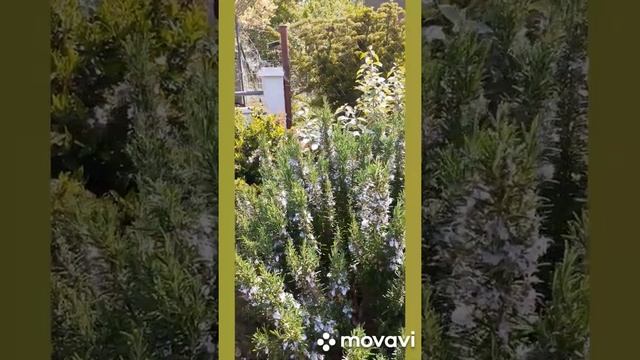 #shorts Франция.Жизнь во Франции.Розмарин расцвёл.Полезные свойства розмарина. смотреть онлайн