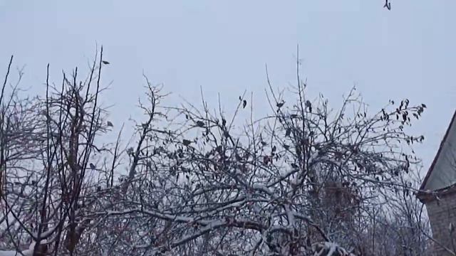 КАК УКРЕПИТЬ ИМУННИТЕТ смотреть онлайн