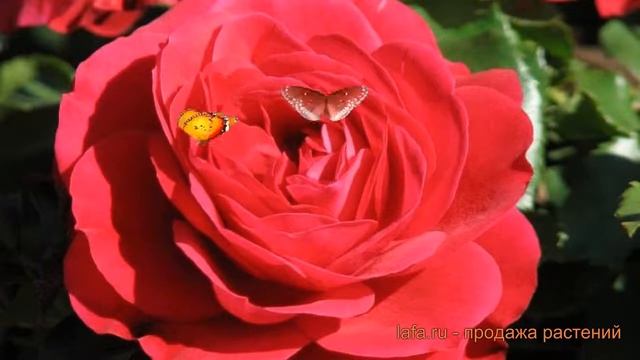 Роза флорибунда Мона Лиза (rose) ? роза Мона Лиза обзор: как сажать саженцы розы Мона Лиза смотреть онлайн