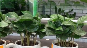 Способы размножения кофейного дерева. Как вырастить кофе дома на подоконнике.