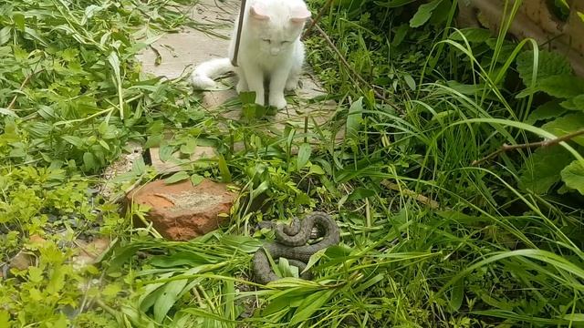 Кот и щитомордник смотреть онлайн