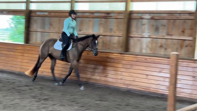 Jessica’s Girl 2017 Thoroughbred Mare- Flat смотреть онлайн
