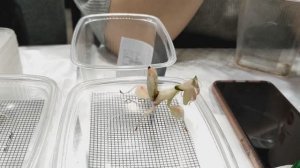 Богомолы. Содержание. Уход за богомолом