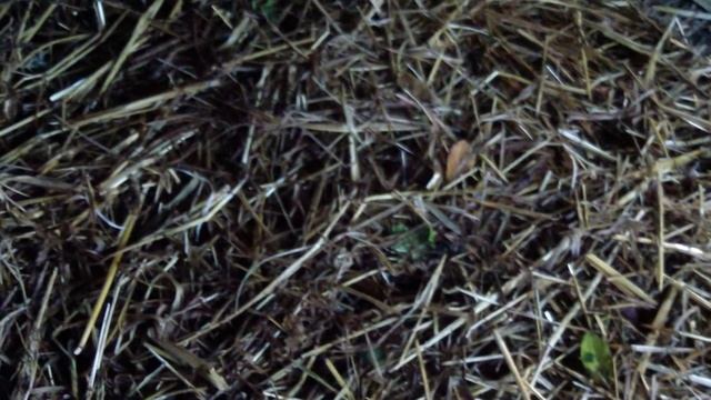 Навозный червь. Разведение червя.