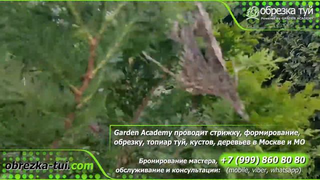 Обрезка туй услуга в Москве ☎️+79990008108 смотреть онлайн