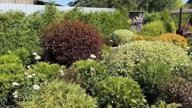 МОЙ САД | ПИТОМНИК ЛЕСКОВО смотреть онлайн