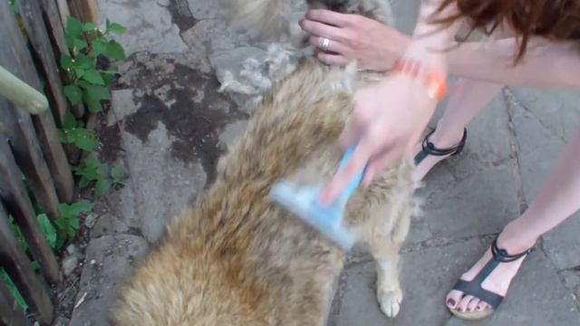 как избавиться от шерсти животных дома смотреть онлайн