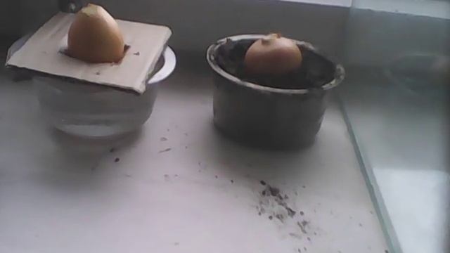 Где быстрее выростит лук в земле или в воде смотреть онлайн