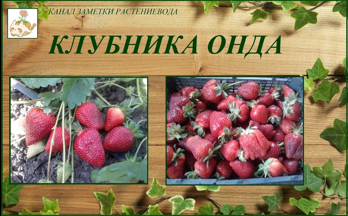 Онда - сладкий, высокоурожайный сорт клубники, который никогда не подведет смотреть онлайн