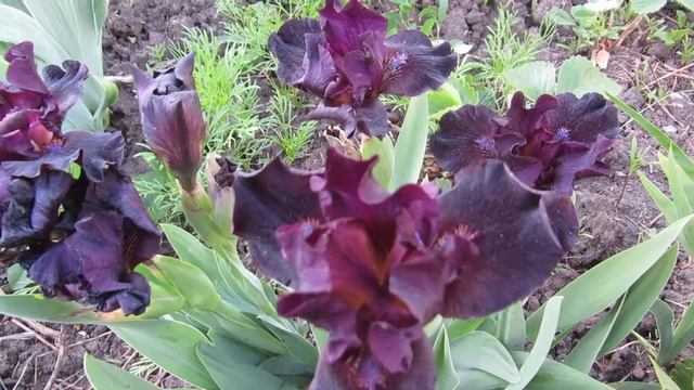 Ирис карликовый "Anubis" смотреть онлайн