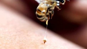 ПОЧЕМУ ПЧЕЛА УМИРАЕТ, КОГДА ЖАЛИТ?