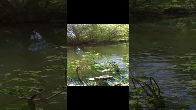 Карась на поплавок. смотреть онлайн