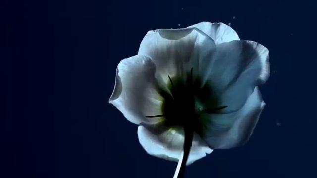 #####izzamuzzic - see######## смотреть онлайн