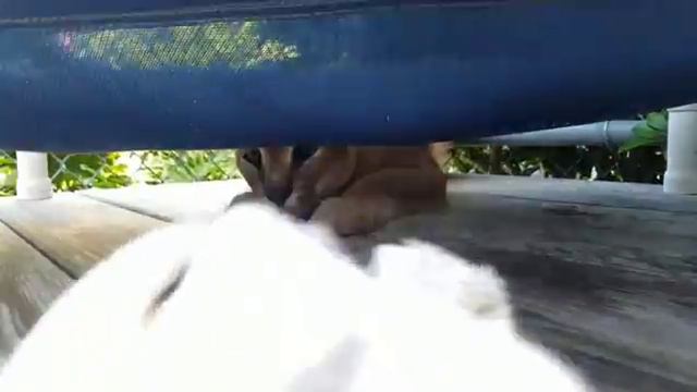 Phoebe the caracal playing with a towel смотреть онлайн