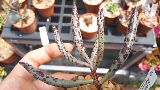 Adromischus Filicaulis - Grow & Care (Colored Succulent)