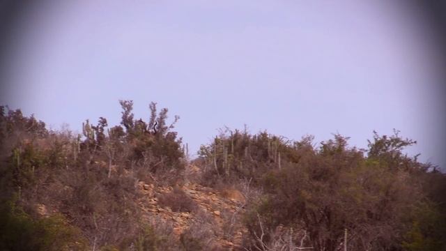 Africa Kudu Hunt with Larysa Unleashed using Nightforce Optics смотреть онлайн