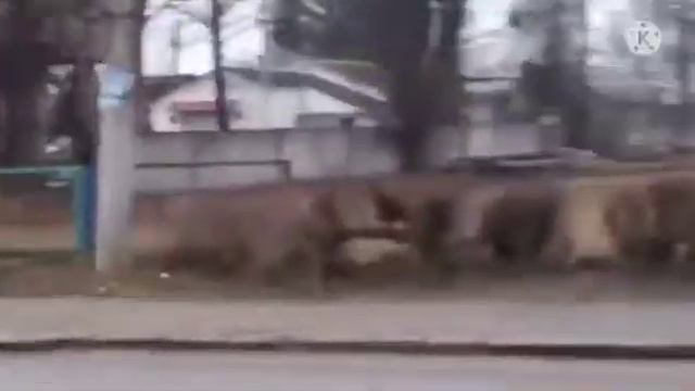 В Україні вели воєнний стан Житомирська область романів калина смотреть онлайн