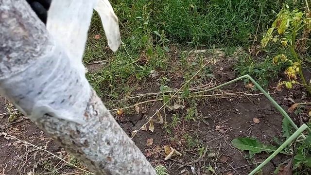 Последствия использования липкой ленты от мух при борьбе с тлей, смотреть онлайн