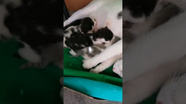 6-  День 11-й  Под временным навесом.