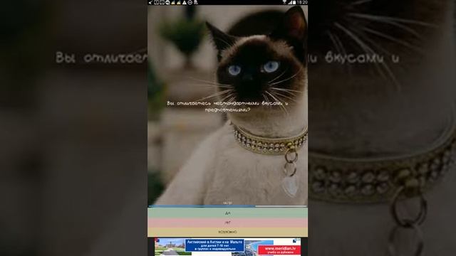 Тест какой кот тебе подходит смотреть онлайн