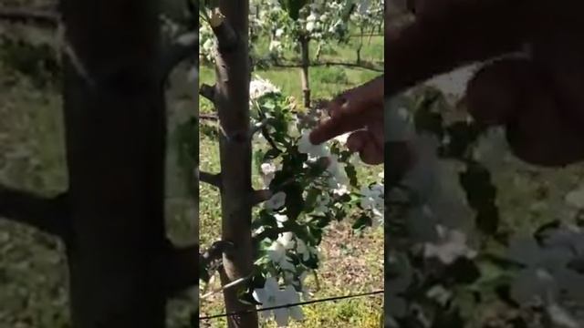Интенсивный сад яблони, питомник Маценко смотреть онлайн