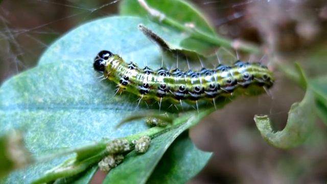 Интересные факты - Бабочки смотреть онлайн