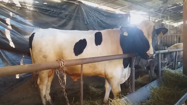 Вот этот бык полтоны смотреть онлайн