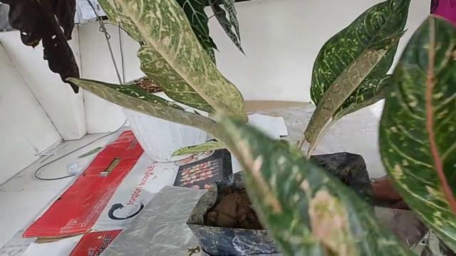 Life ourney: Multiplying Aglaonema Plant смотреть онлайн