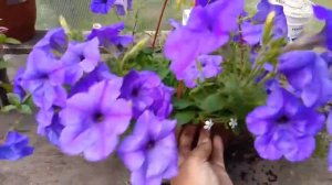 Мои красотки "Изи вейв и Шок вейв" обзор ???????