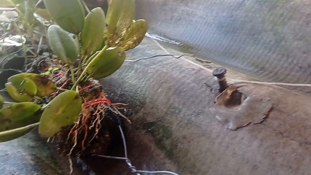 cultivo de orquídea na brita e no carvão смотреть онлайн
