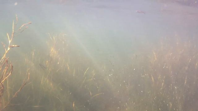 Стаи рыбы! Им нет числа! Малек ставриды. смотреть онлайн