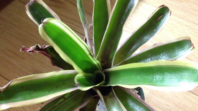 Bromeliads - Neoregelia , Pink Quill Tillansdia cyanea смотреть онлайн