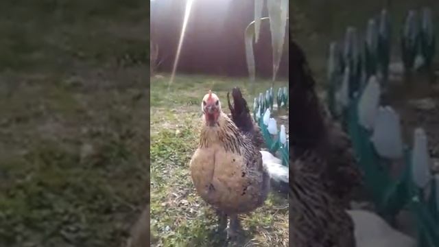 Брама куропатчатая смотреть онлайн