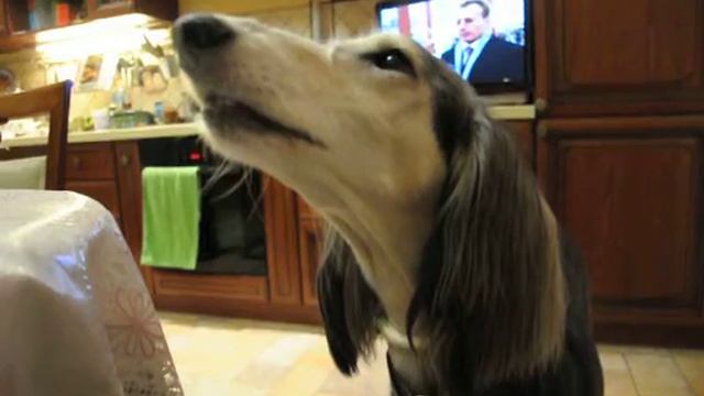 saluki Al Nafiseh (салюки Аль Нафисэх) смотреть онлайн