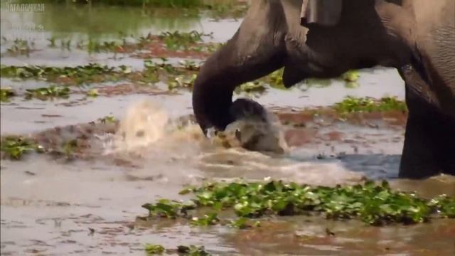 Индийский слон – национальное историческое наследие Индии смотреть онлайн