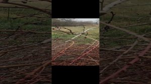 Весенняя обрезка. Жировики, волчки.